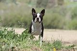 BOSTON TERRIER 240